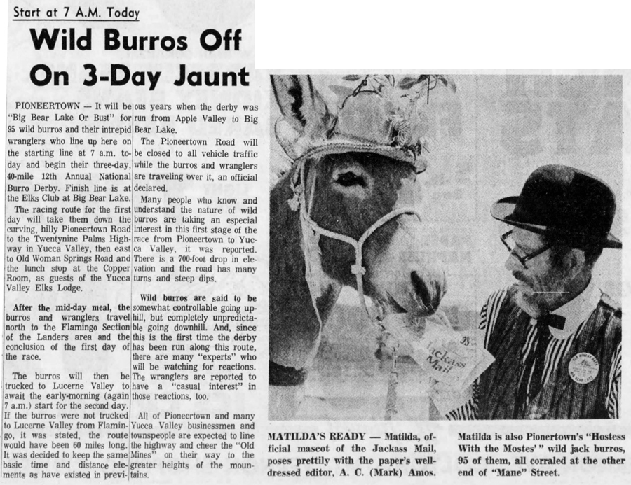 burro race artcile clipping